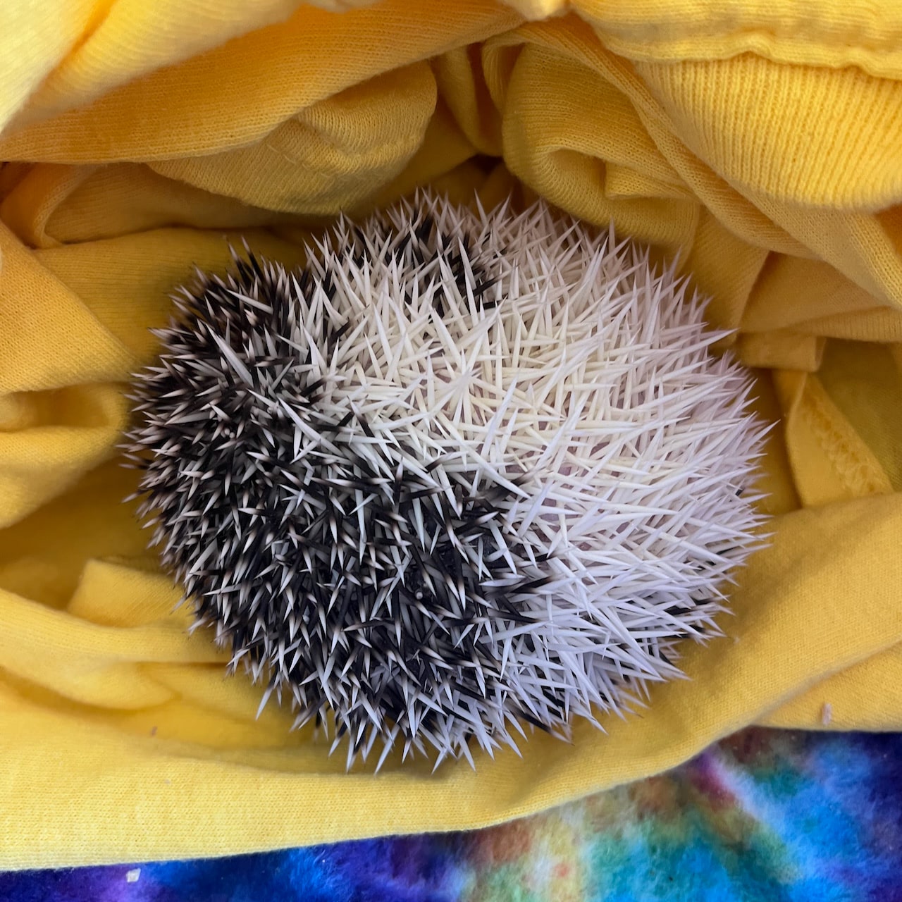 A pygmy hedgehog on its side and curled into a ball