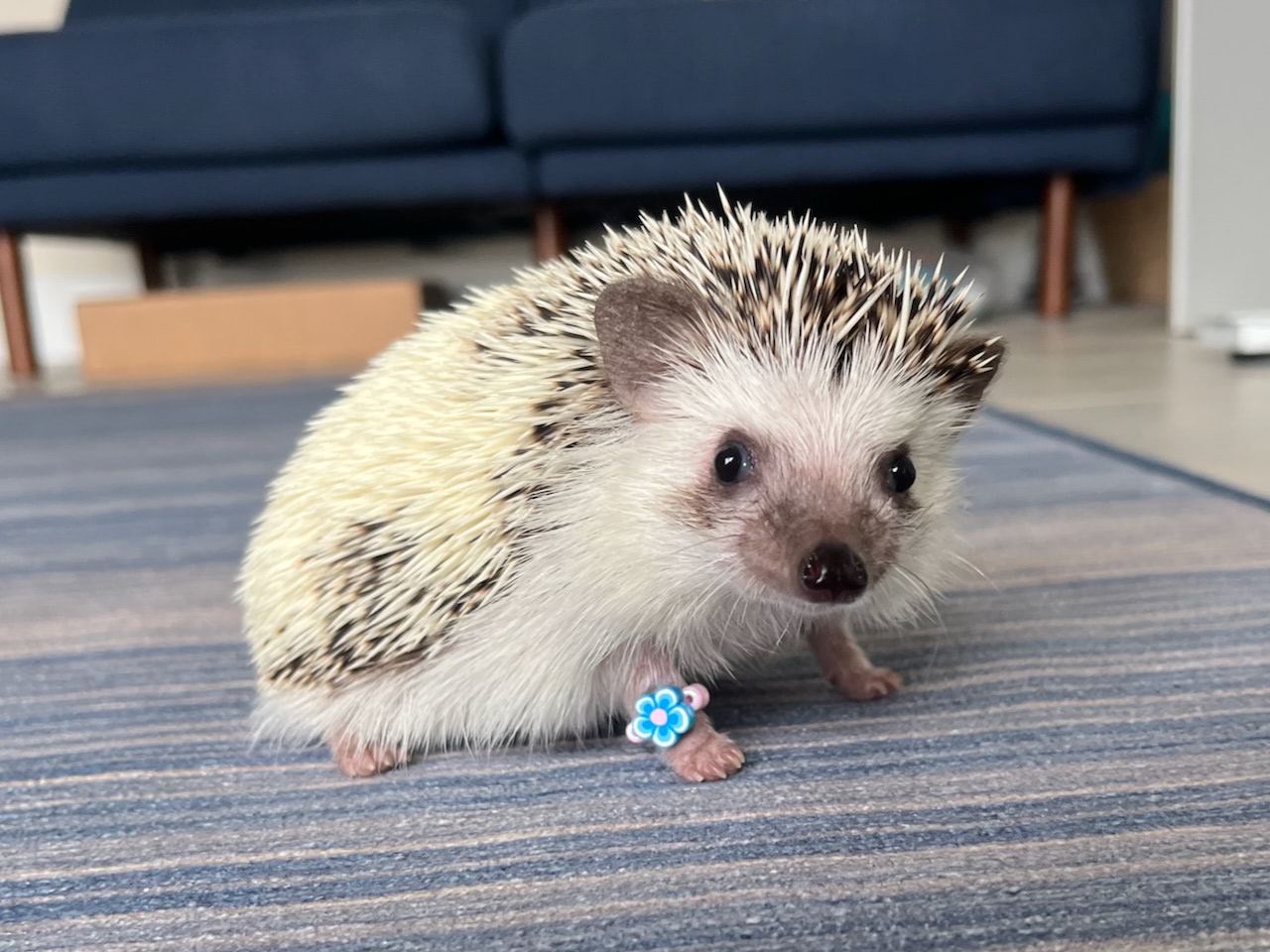 A pygmy hedgehog wearing a tiny friendship bracelet