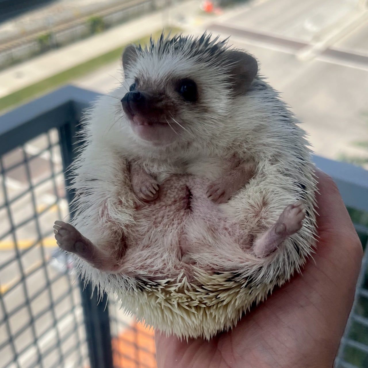 A pygmy hedgehog with a surgery scar across its stomach