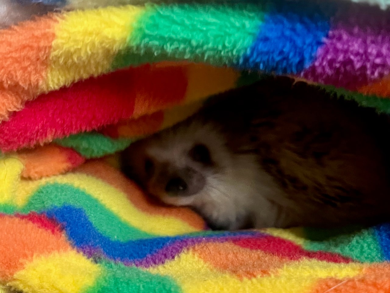 A pygmy hedgehog peeking out from folds of fleece