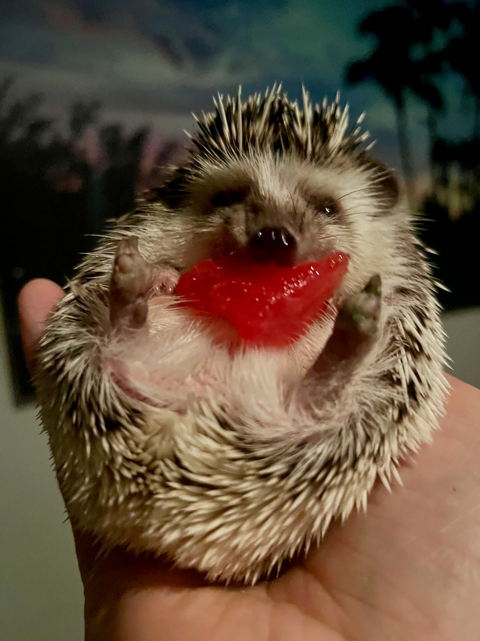 A pygmy hedgehog enjoying a piece of watermelon
