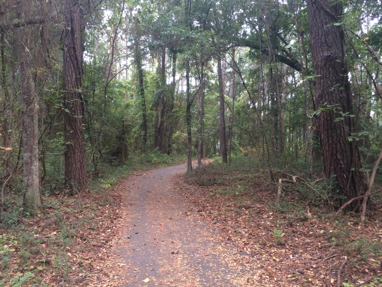 Forest trail