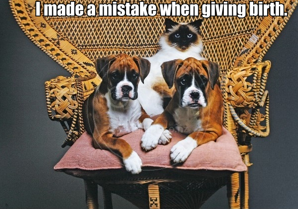 I made a mistake giving birth.